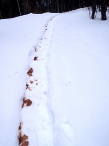 Snow shoe path
