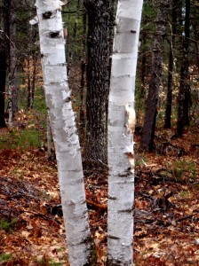 two birches